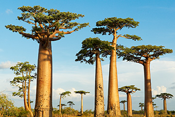 馬達(dá)加斯加曼達(dá)貝機(jī)場三字代碼(WMD),曼達(dá)貝機(jī)場(Mandabe Airport)四字碼,馬達(dá)加斯加機(jī)場三字碼查詢